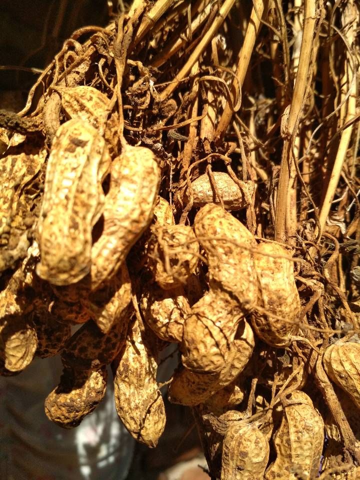 Kacang Tanah